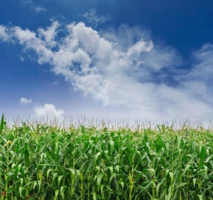 Crop of corn in a field